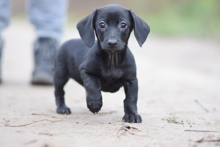 Neo ist ein kleiner Rüde, der ein liebevolles neues Zuhause sucht.