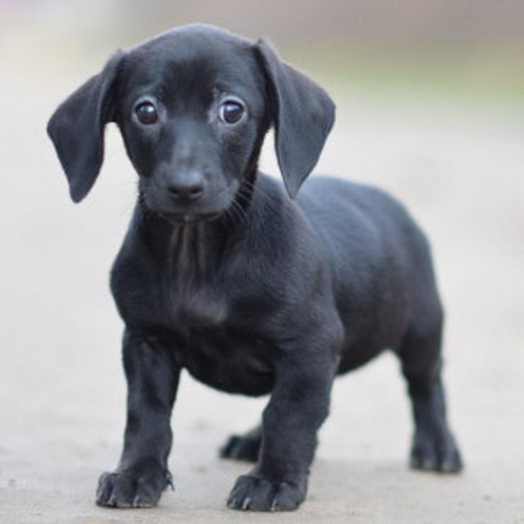 Bild 12: Neo ist ein kleiner Rüde, der ein liebevolles neues Zuhause sucht.