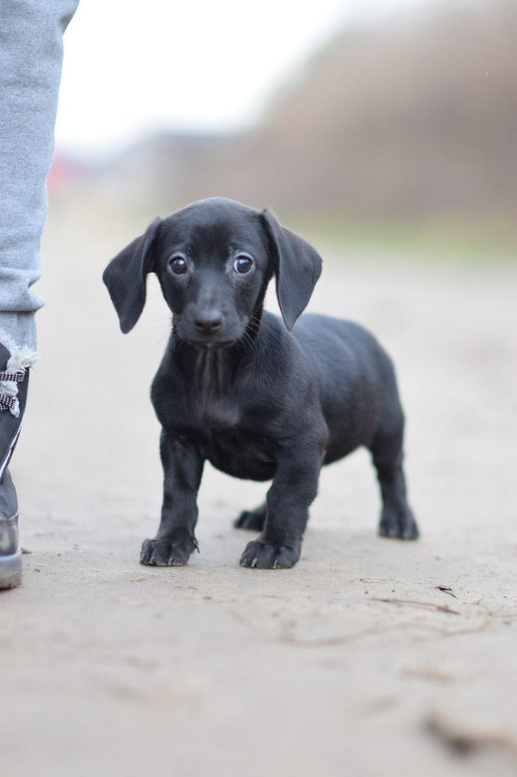 Bild 3: Neo ist ein kleiner Rüde, der ein liebevolles neues Zuhause sucht.