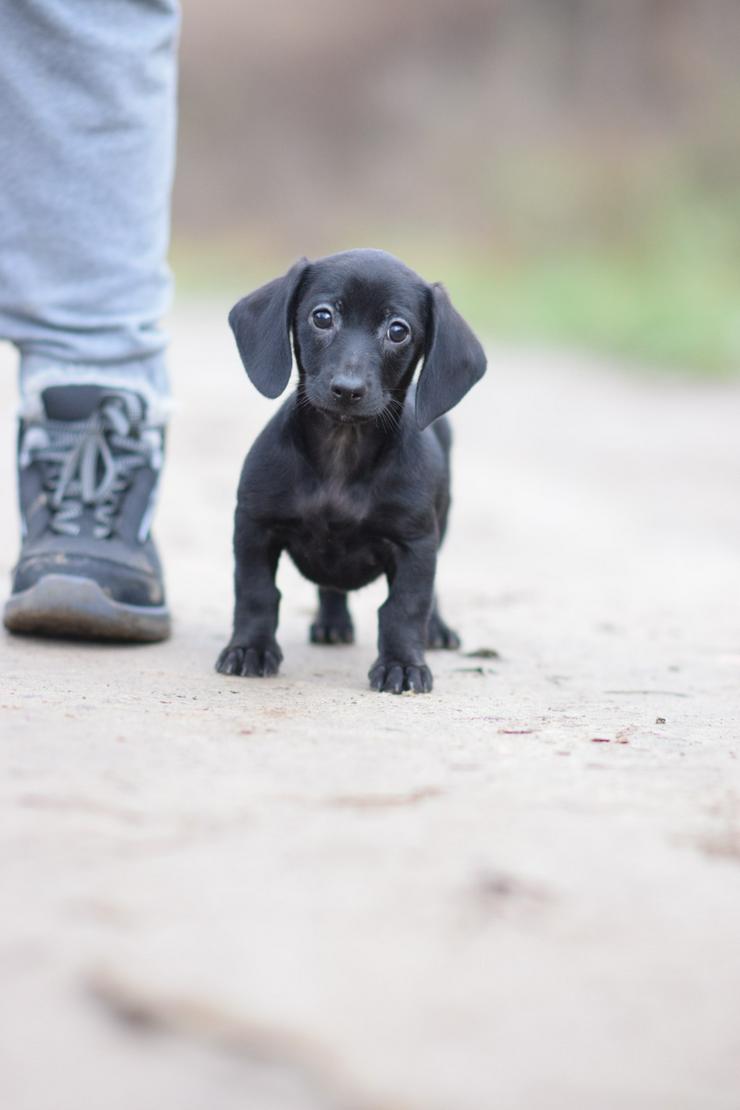 Bild 2: Neo ist ein kleiner Rüde, der ein liebevolles neues Zuhause sucht.