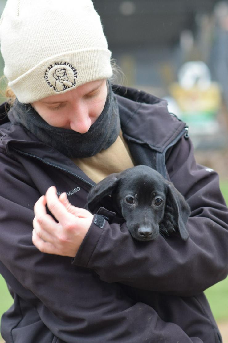 Bild 10: Neo ist ein kleiner Rüde, der ein liebevolles neues Zuhause sucht.
