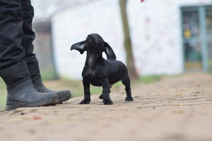 Bild 7: Neo ist ein kleiner Rüde, der ein liebevolles neues Zuhause sucht.