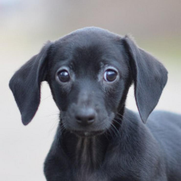 Bild 11: Neo ist ein kleiner Rüde, der ein liebevolles neues Zuhause sucht.