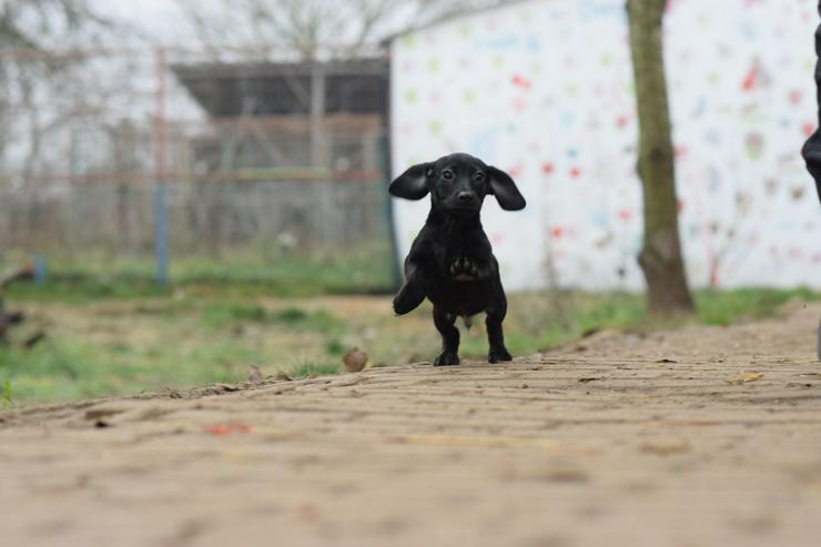 Bild 8: Neo ist ein kleiner Rüde, der ein liebevolles neues Zuhause sucht.