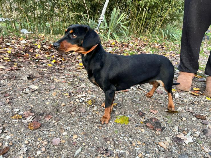 Bild 7: Nara ist eine bezaubernde Kurzhaardackelhündin.