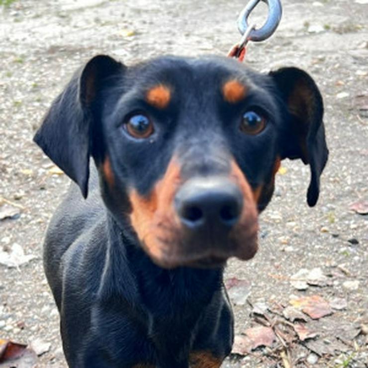 Bild 9: Nara ist eine bezaubernde Kurzhaardackelhündin.