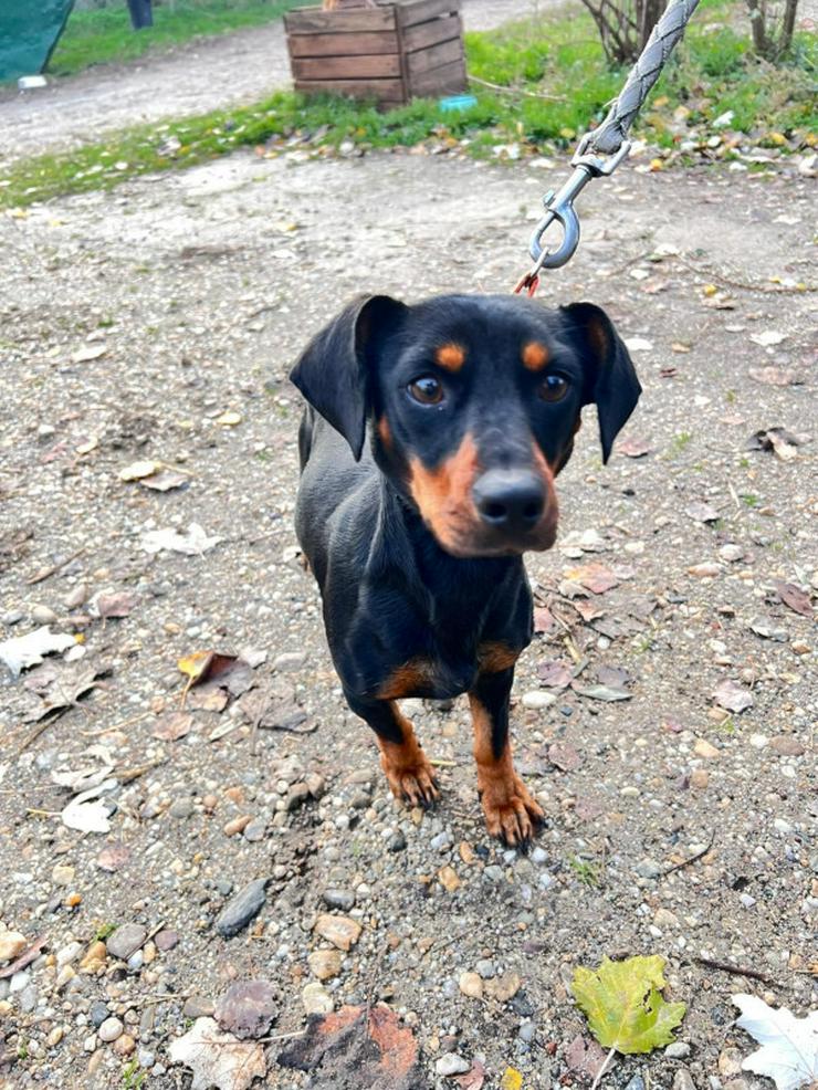 Bild 5: Nara ist eine bezaubernde Kurzhaardackelhündin.