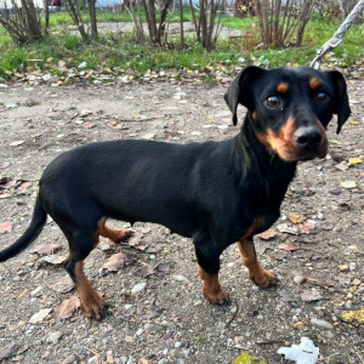 Bild 10: Nara ist eine bezaubernde Kurzhaardackelhündin.