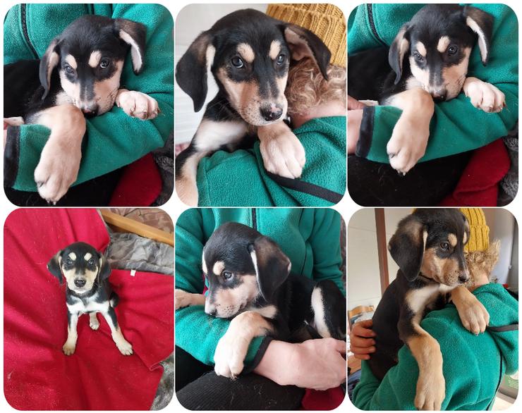 Christel – liebevolle, ruhige und anhängliche kleine Seele