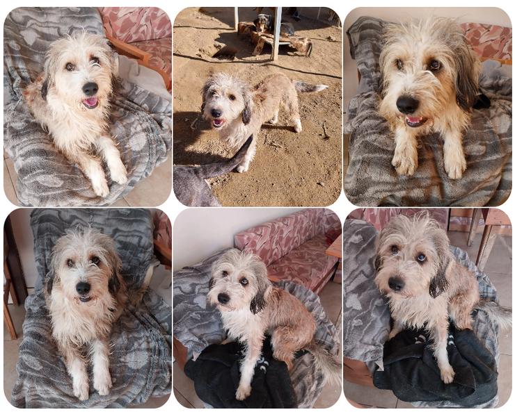 Wookie - mit dem sanften und treuen Blick