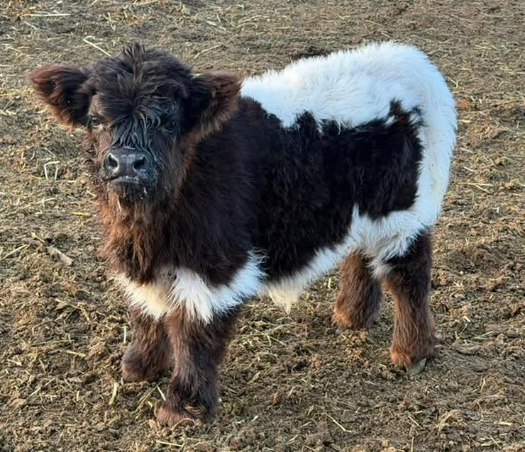 Bild 2: Schottisch Highlands Kuh & Bulle