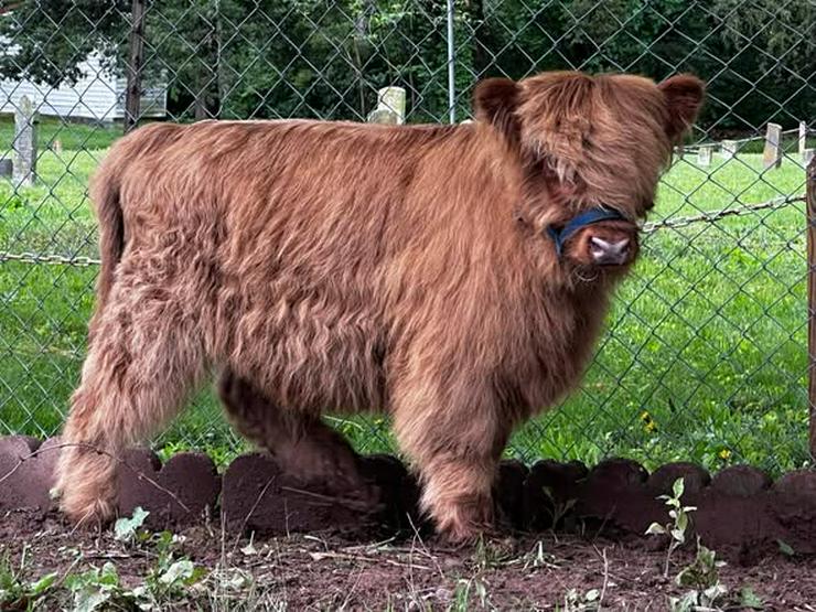 Schottisch Highlands Kuh & Bulle