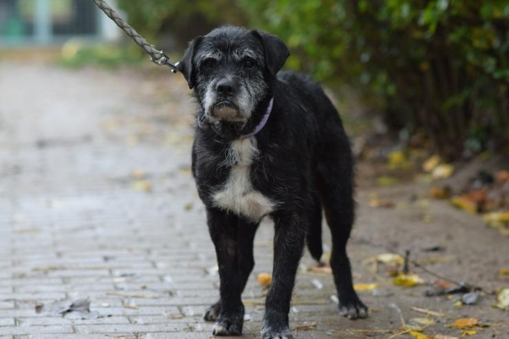 Bild 3: Opa Kalmann läuft gut an der Leine und bevorzugt kleine, ruhige Spaziergänge.