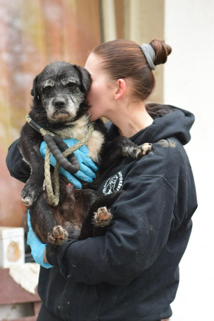 Bild 5: Opa Kalmann läuft gut an der Leine und bevorzugt kleine, ruhige Spaziergänge.