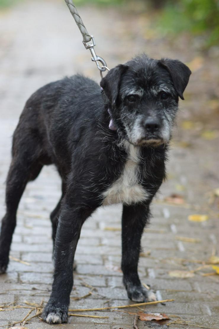 Opa Kalmann läuft gut an der Leine und bevorzugt kleine, ruhige Spaziergänge.