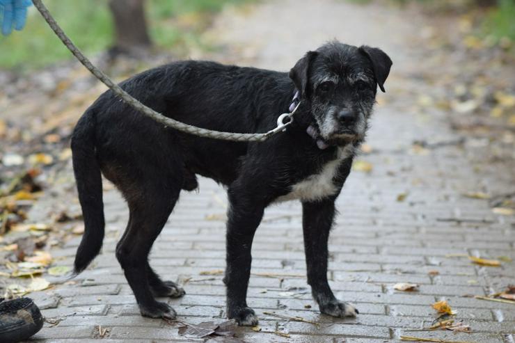 Bild 4: Opa Kalmann läuft gut an der Leine und bevorzugt kleine, ruhige Spaziergänge.