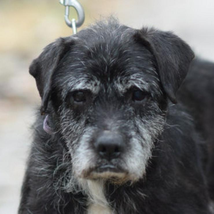 Bild 6: Opa Kalmann läuft gut an der Leine und bevorzugt kleine, ruhige Spaziergänge.