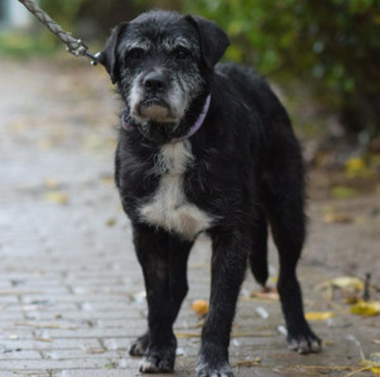 Bild 7: Opa Kalmann läuft gut an der Leine und bevorzugt kleine, ruhige Spaziergänge.
