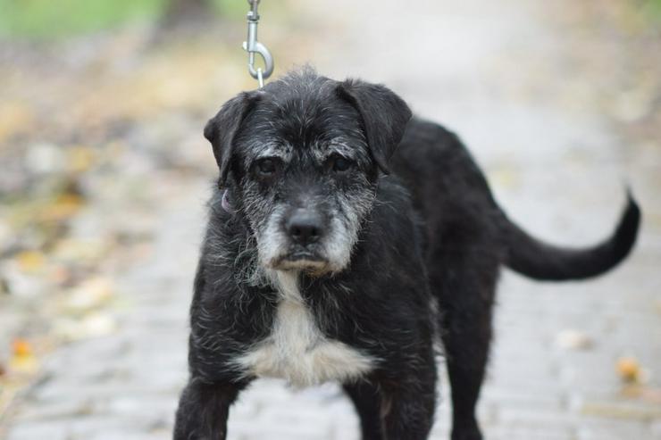 Bild 2: Opa Kalmann läuft gut an der Leine und bevorzugt kleine, ruhige Spaziergänge.