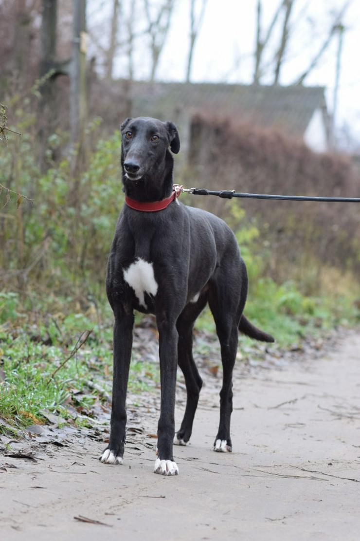 Bild 4: Phönix ist ein Charmeur auf vier Pfoten.