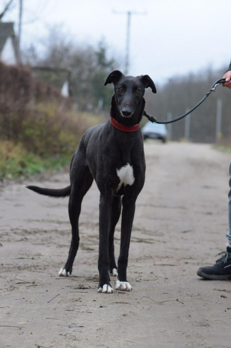 Bild 3: Phönix ist ein Charmeur auf vier Pfoten.