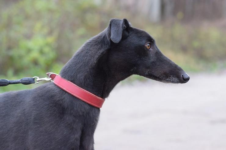 Bild 6: Phönix ist ein Charmeur auf vier Pfoten.