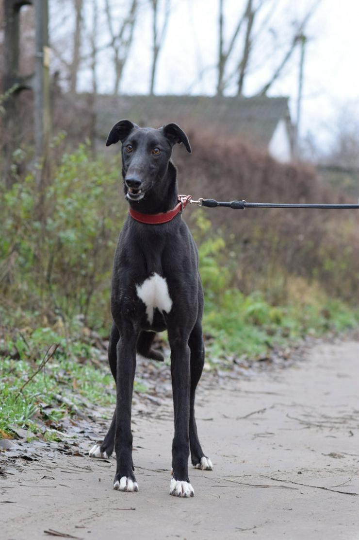 Bild 2: Phönix ist ein Charmeur auf vier Pfoten.