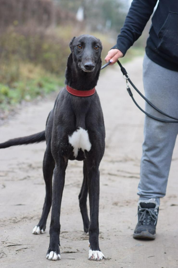 Bild 5: Phönix ist ein Charmeur auf vier Pfoten.