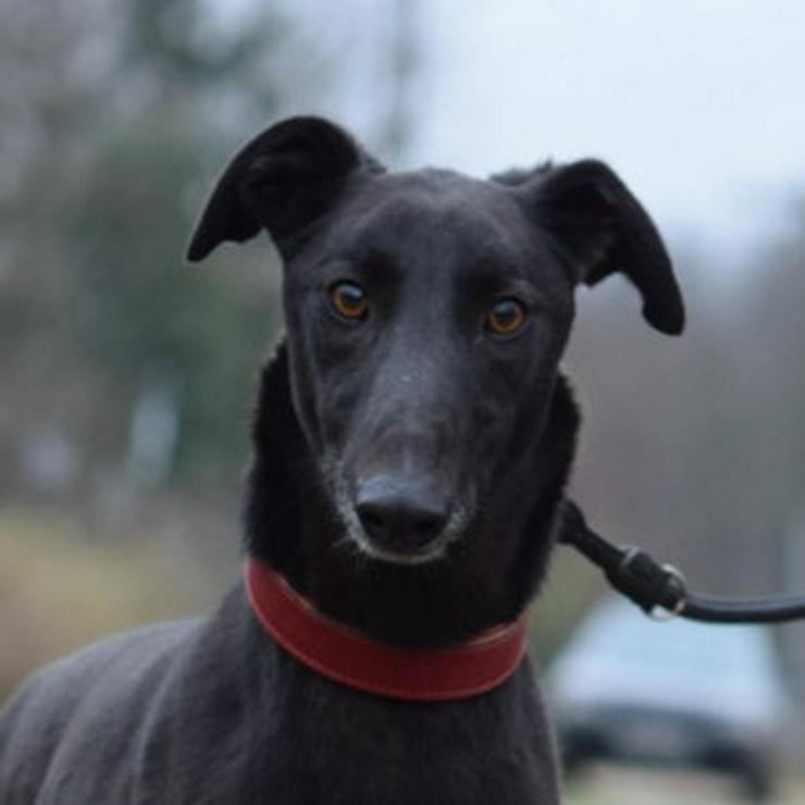 Bild 7: Phönix ist ein Charmeur auf vier Pfoten.