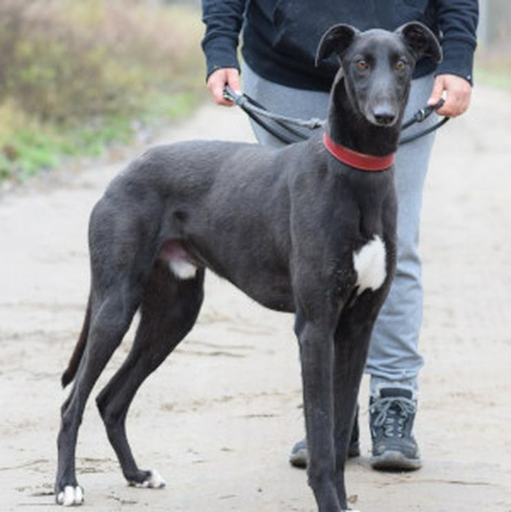 Bild 8: Phönix ist ein Charmeur auf vier Pfoten.