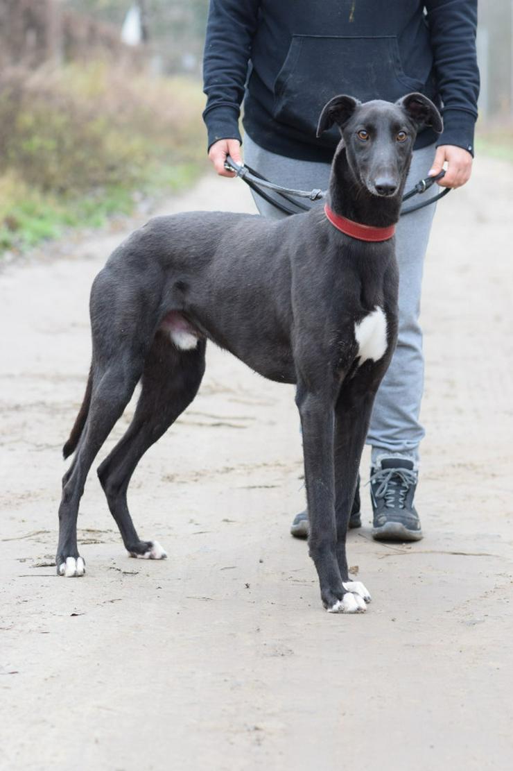 Phönix ist ein Charmeur auf vier Pfoten.