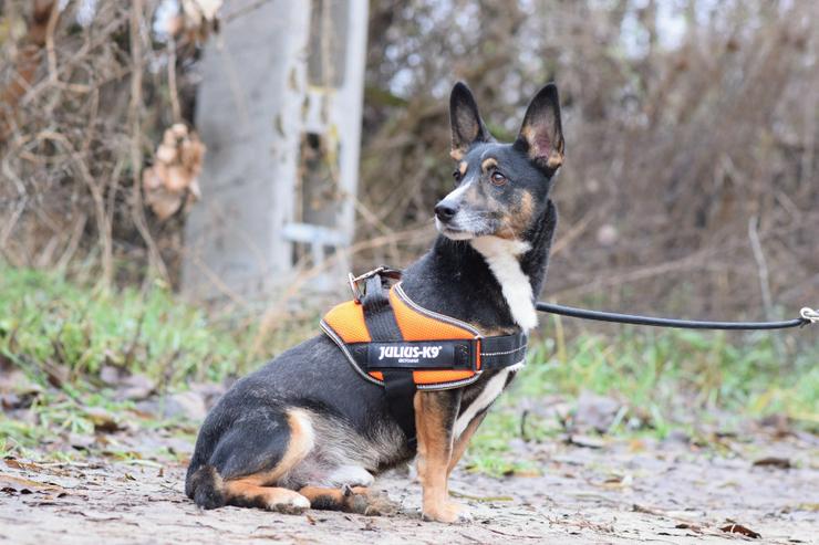 Bild 8: Rüde Zero 🎩 ist ein charmanter Mischling