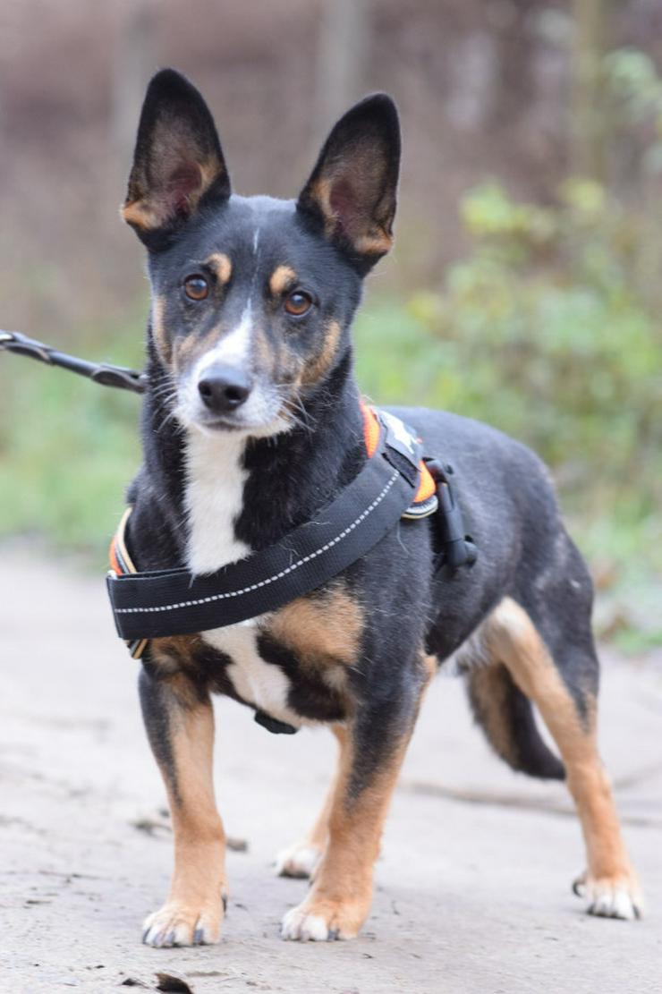 Bild 3: Rüde Zero 🎩 ist ein charmanter Mischling