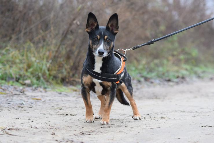 Bild 4: Rüde Zero 🎩 ist ein charmanter Mischling