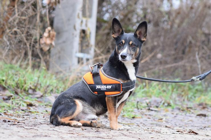 Bild 6: Rüde Zero 🎩 ist ein charmanter Mischling