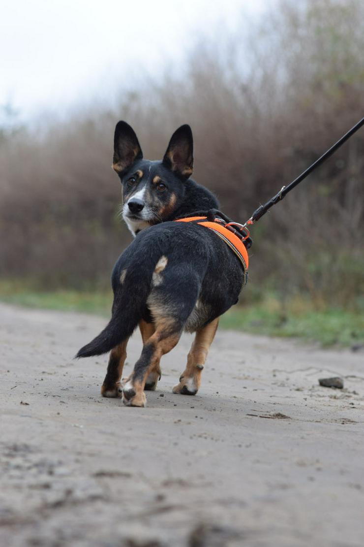 Bild 5: Rüde Zero 🎩 ist ein charmanter Mischling
