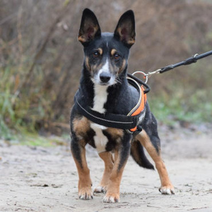 Bild 2: Rüde Zero 🎩 ist ein charmanter Mischling