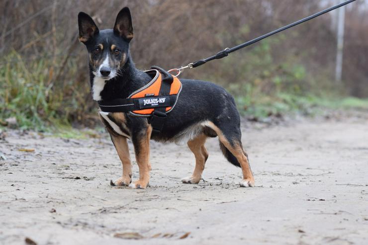 Bild 9: Rüde Zero 🎩 ist ein charmanter Mischling