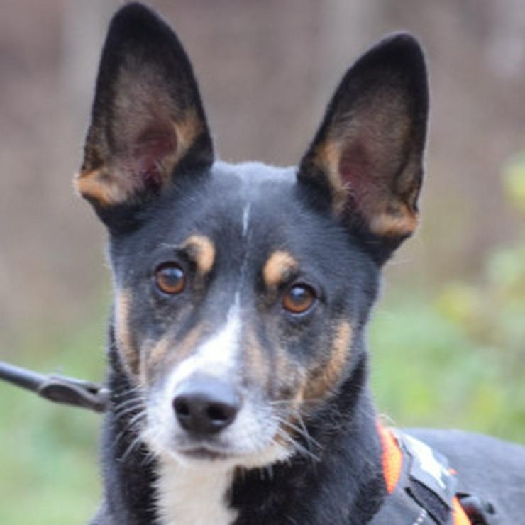 Rüde Zero 🎩 ist ein charmanter Mischling