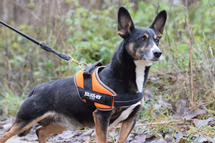 Bild 7: Rüde Zero 🎩 ist ein charmanter Mischling