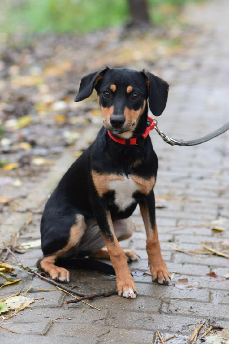 Bild 4: Zuri ist eine entzückende Mischlingshündin