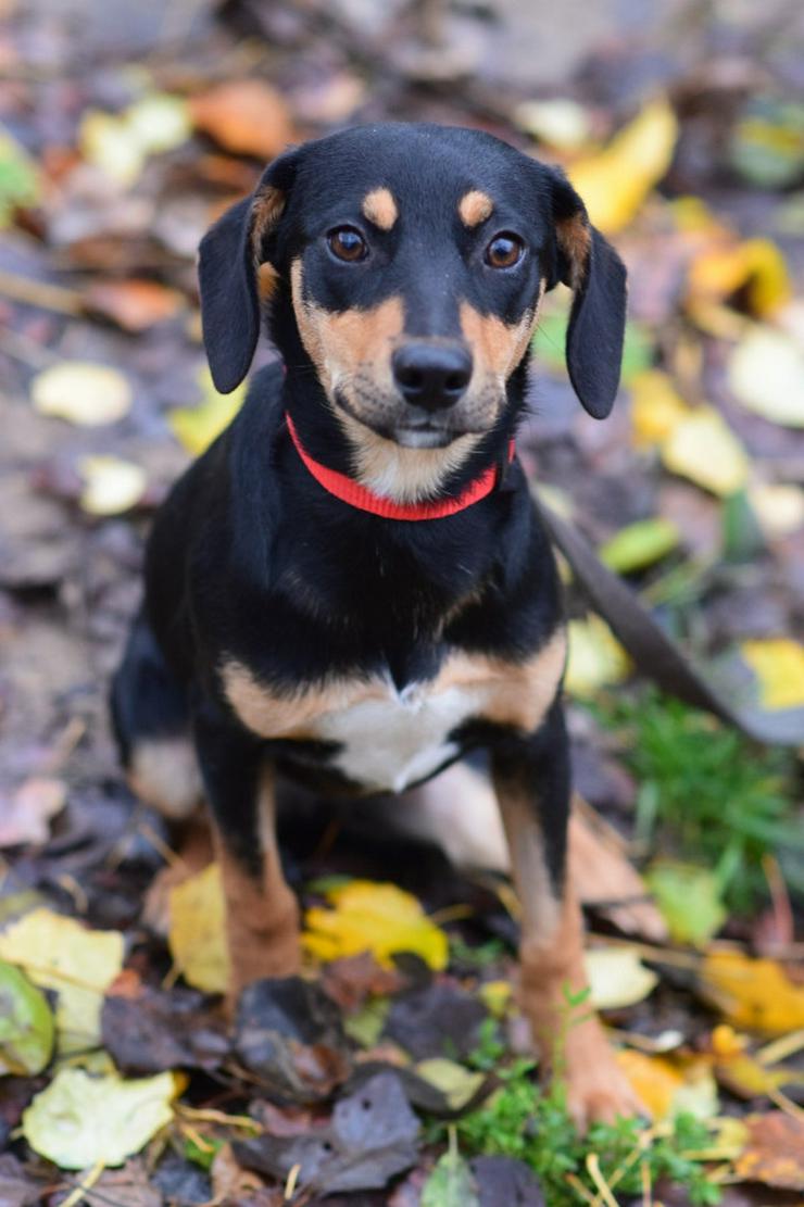 Bild 3: Zuri ist eine entzückende Mischlingshündin