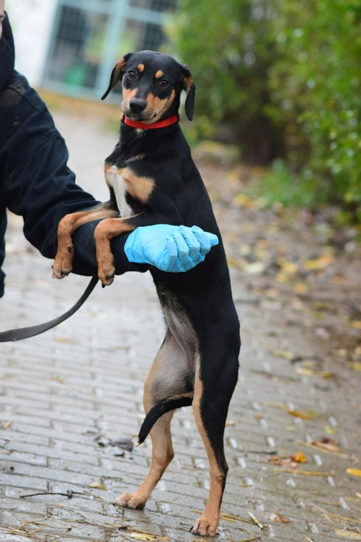 Bild 7: Zuri ist eine entzückende Mischlingshündin