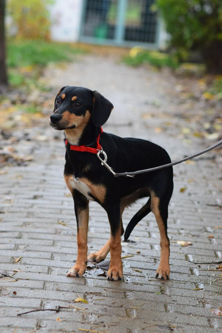 Bild 5: Zuri ist eine entzückende Mischlingshündin