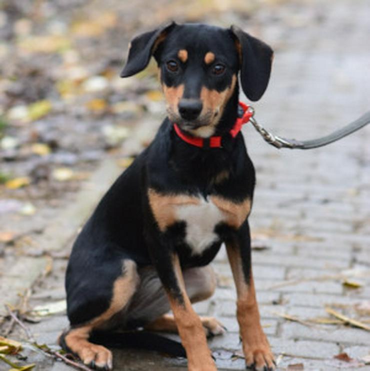 Bild 2: Zuri ist eine entzückende Mischlingshündin