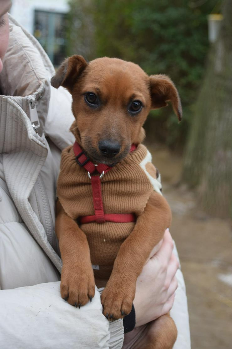 Bild 4: Hündin Latte ist ein bezaubernder Mischling.