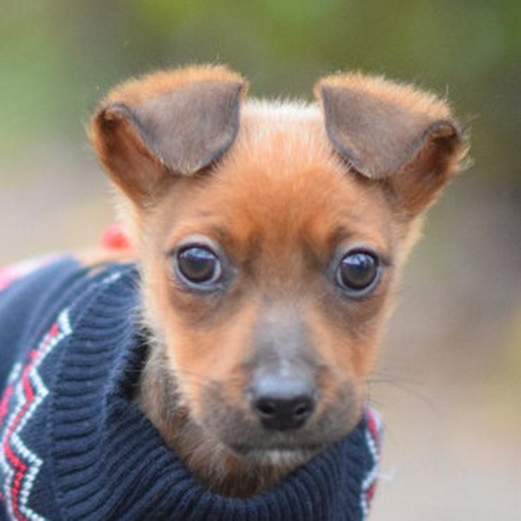 Bild 14: Hündin Latte ist ein bezaubernder Mischling.