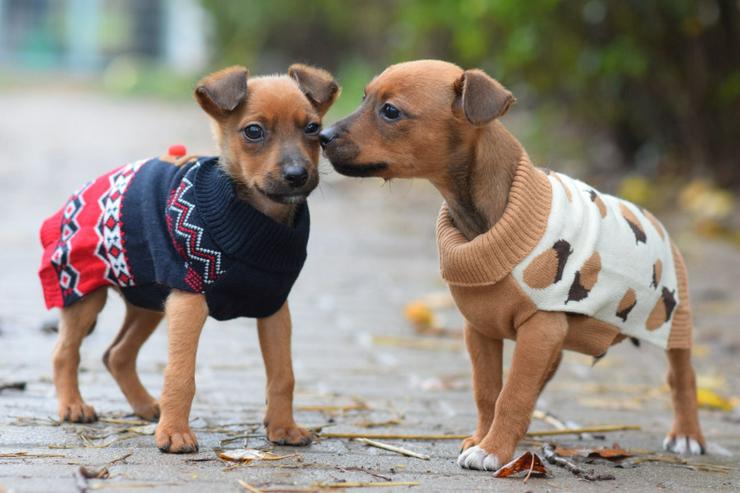 Bild 11: Hündin Latte ist ein bezaubernder Mischling.