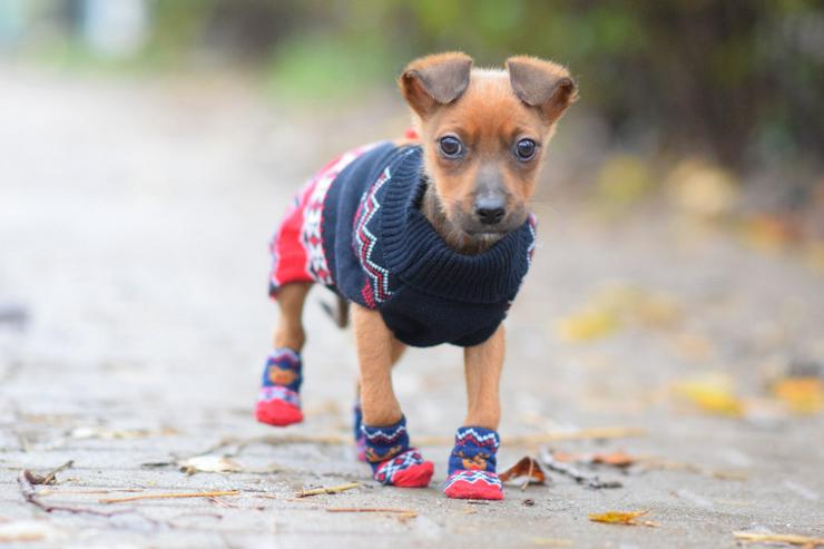 Bild 6: Hündin Latte ist ein bezaubernder Mischling.
