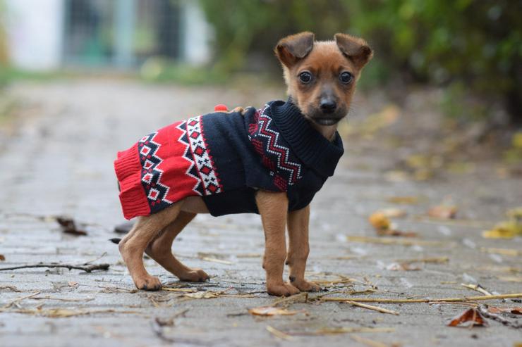 Bild 8: Hündin Latte ist ein bezaubernder Mischling.